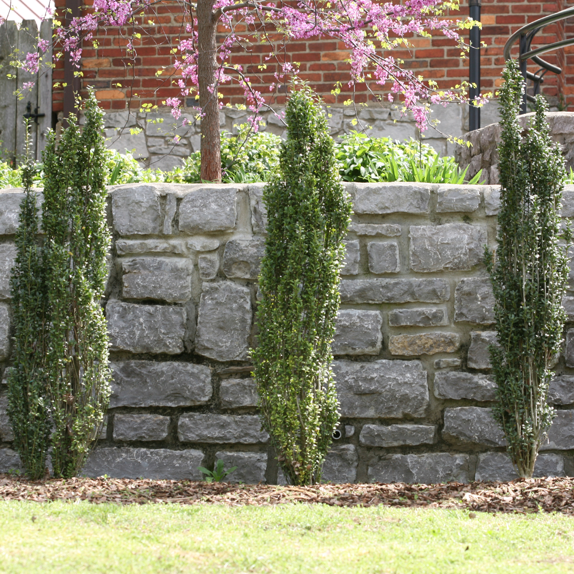 Boxwood alternatives photo 1.jpg